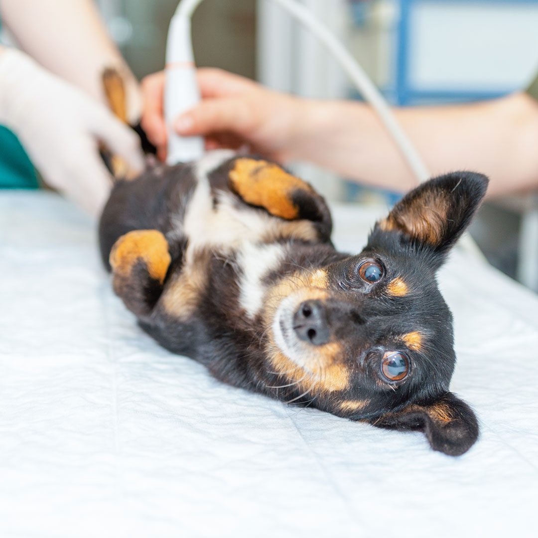 Chihuahua dog receiving ultrasound scan at veterinary clinic