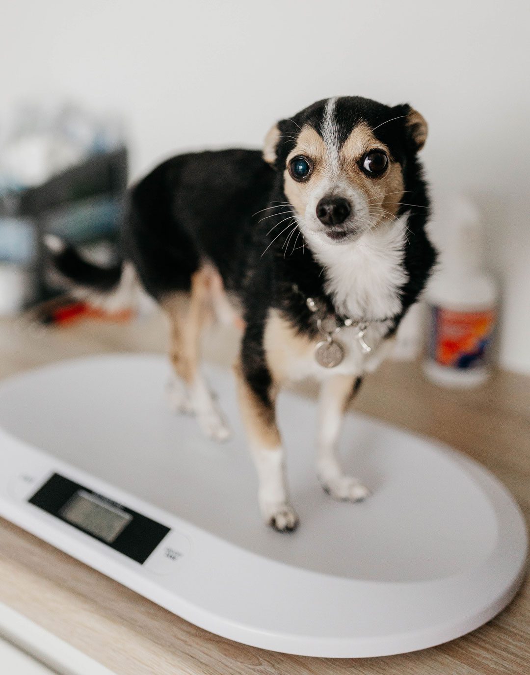 Dog Standing On Scale