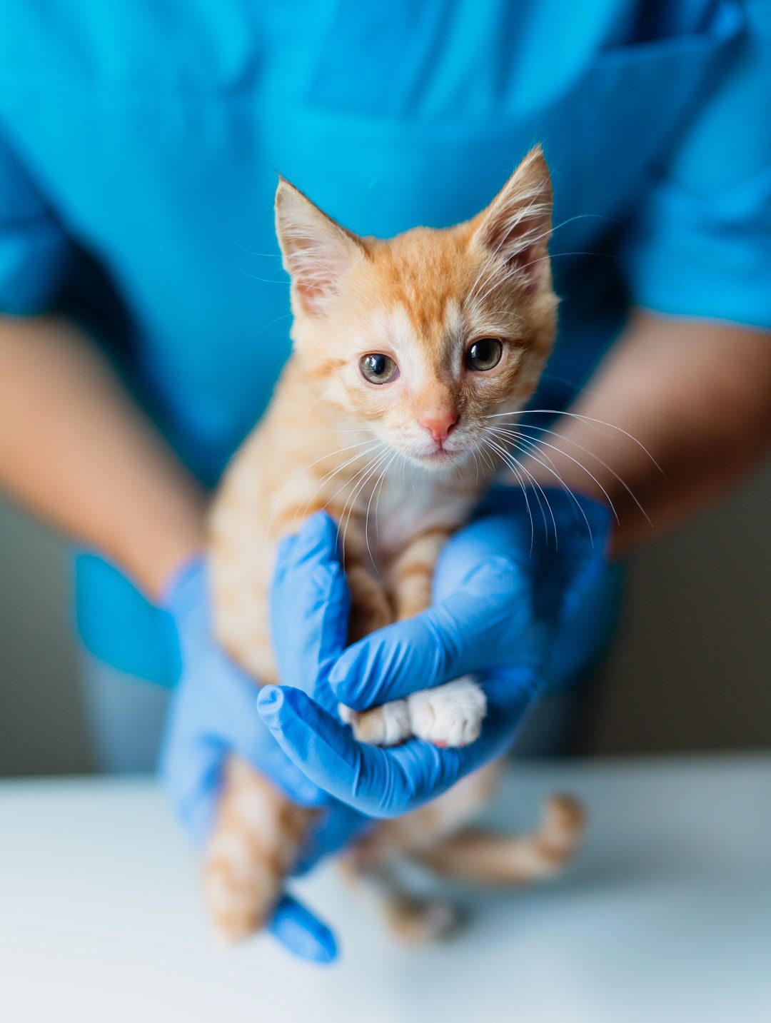 female veterinarian holding an orange kitten