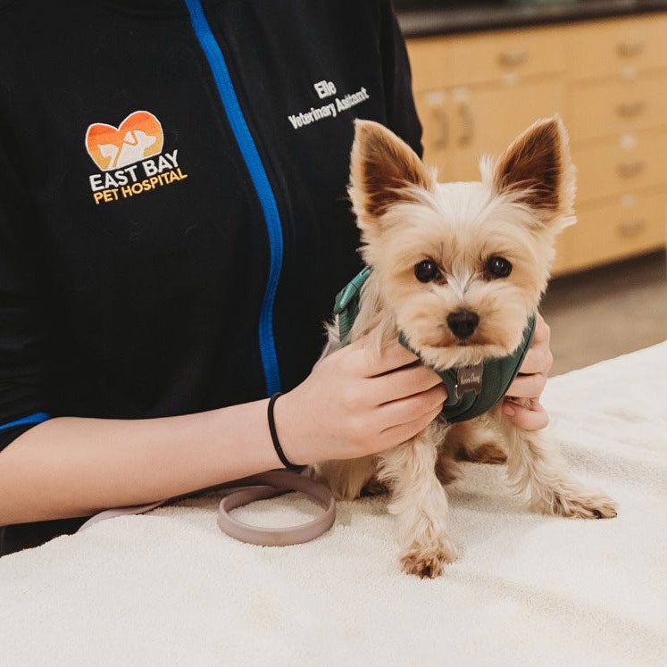 Yorkie At The Vet