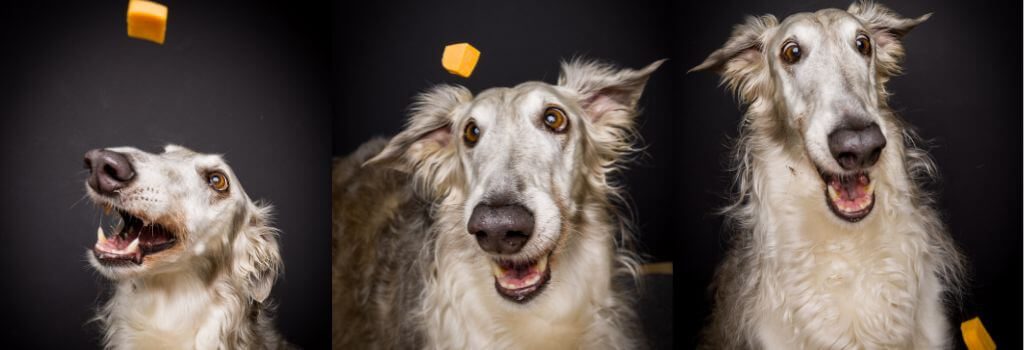 happy dog eating treat