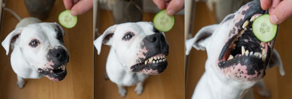 dog eating a cucumber