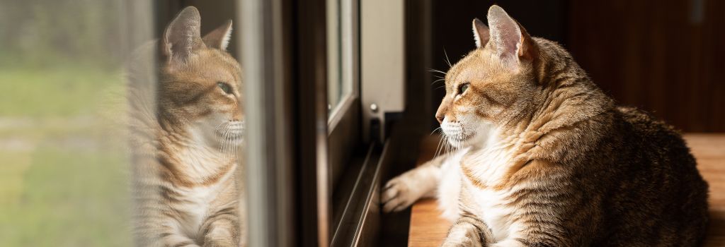 Cat Laying On Table Looking At Reflection In Window