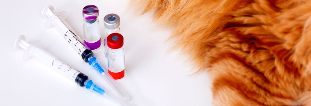Vaccine Injections On Exam Table Next To Cat
