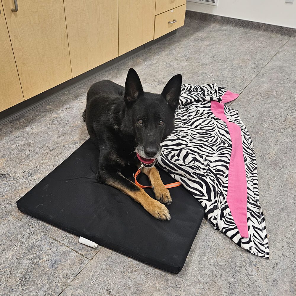 black and brown dog laying on a black dog bed with a zebra print blanket