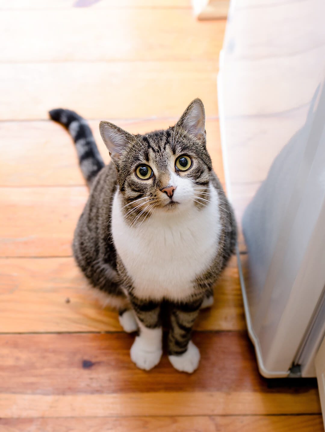 white and gray cat sitting on wood floor looking up at camera