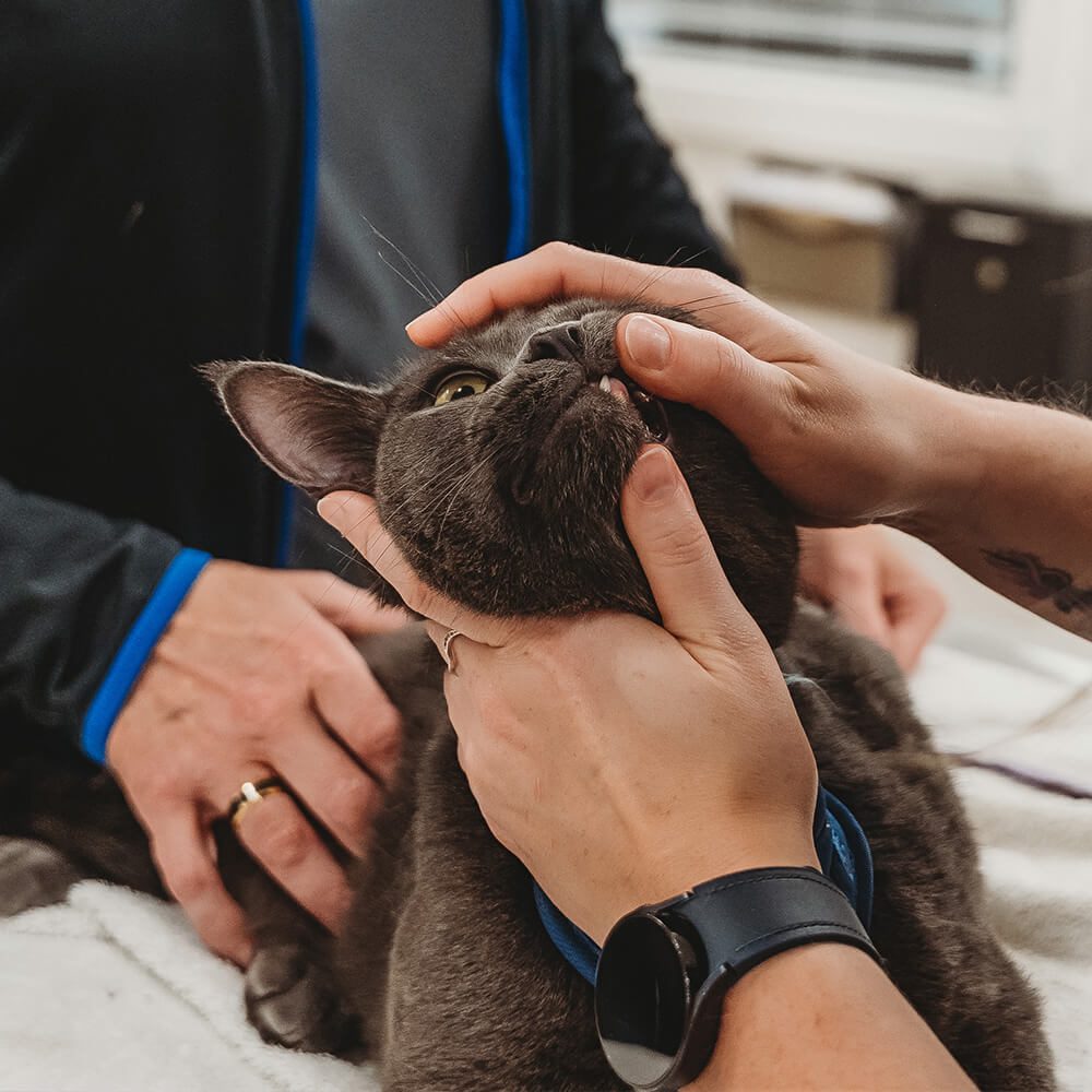 gray cat getting teeth looked at