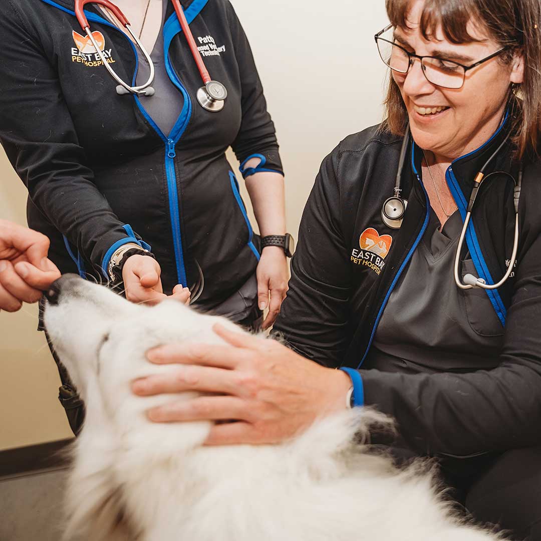 veterinarian checking a white dog's fur at its annual exam