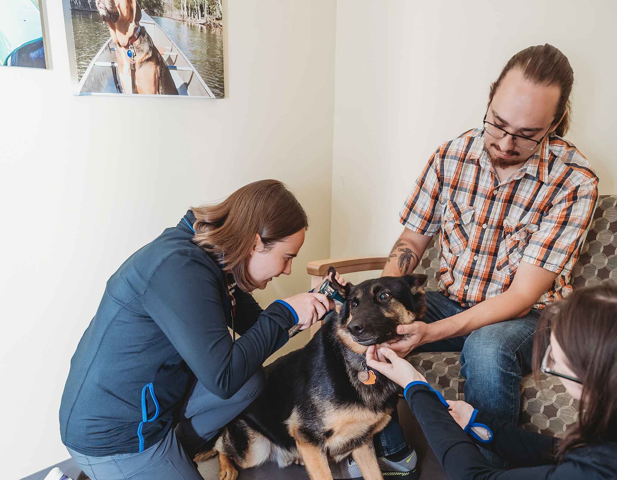 veterinarian checking dog's ear