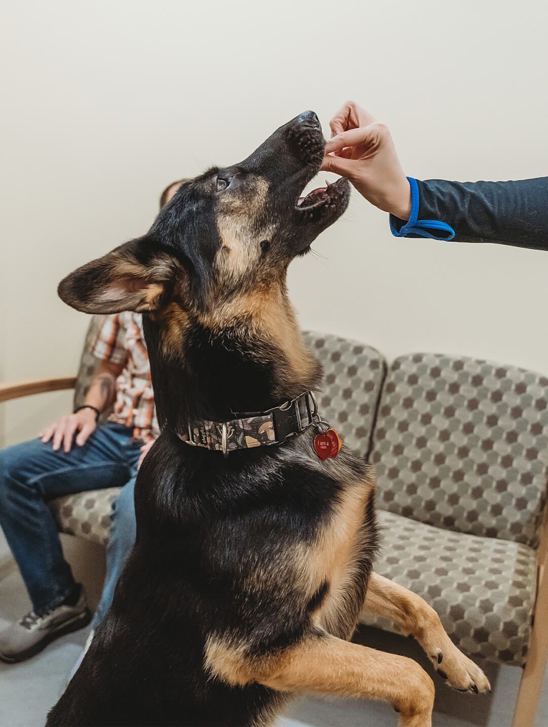 brown and black german shepherd stands on hind legs while getting treat