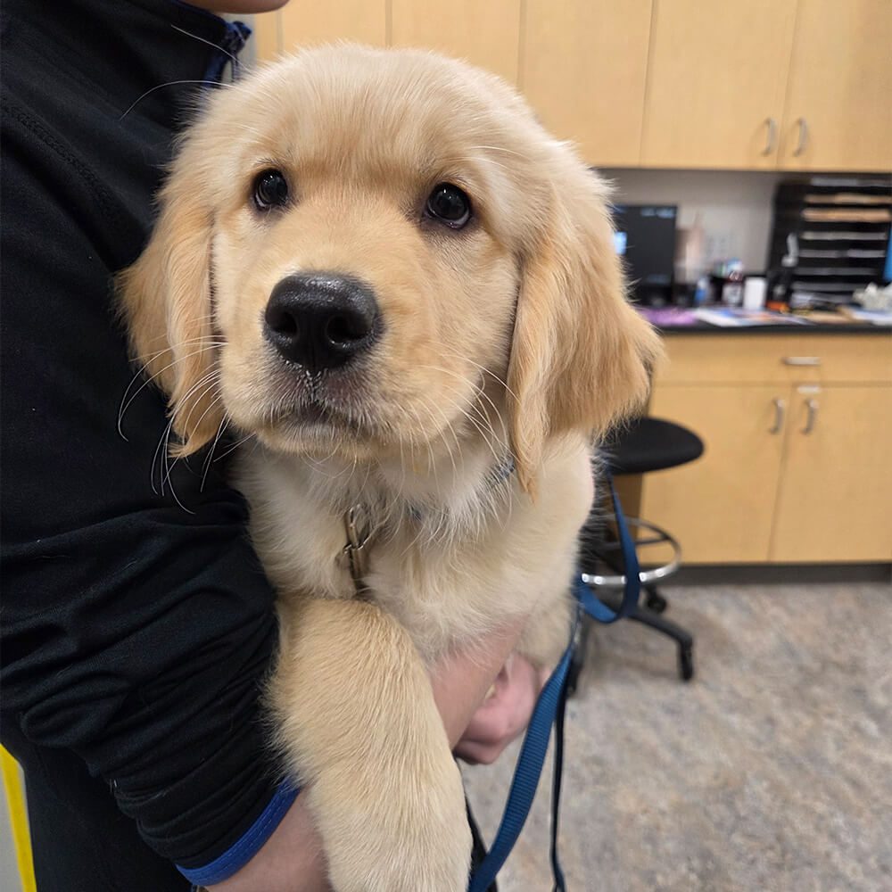 small golden retriever puppy in womans arms