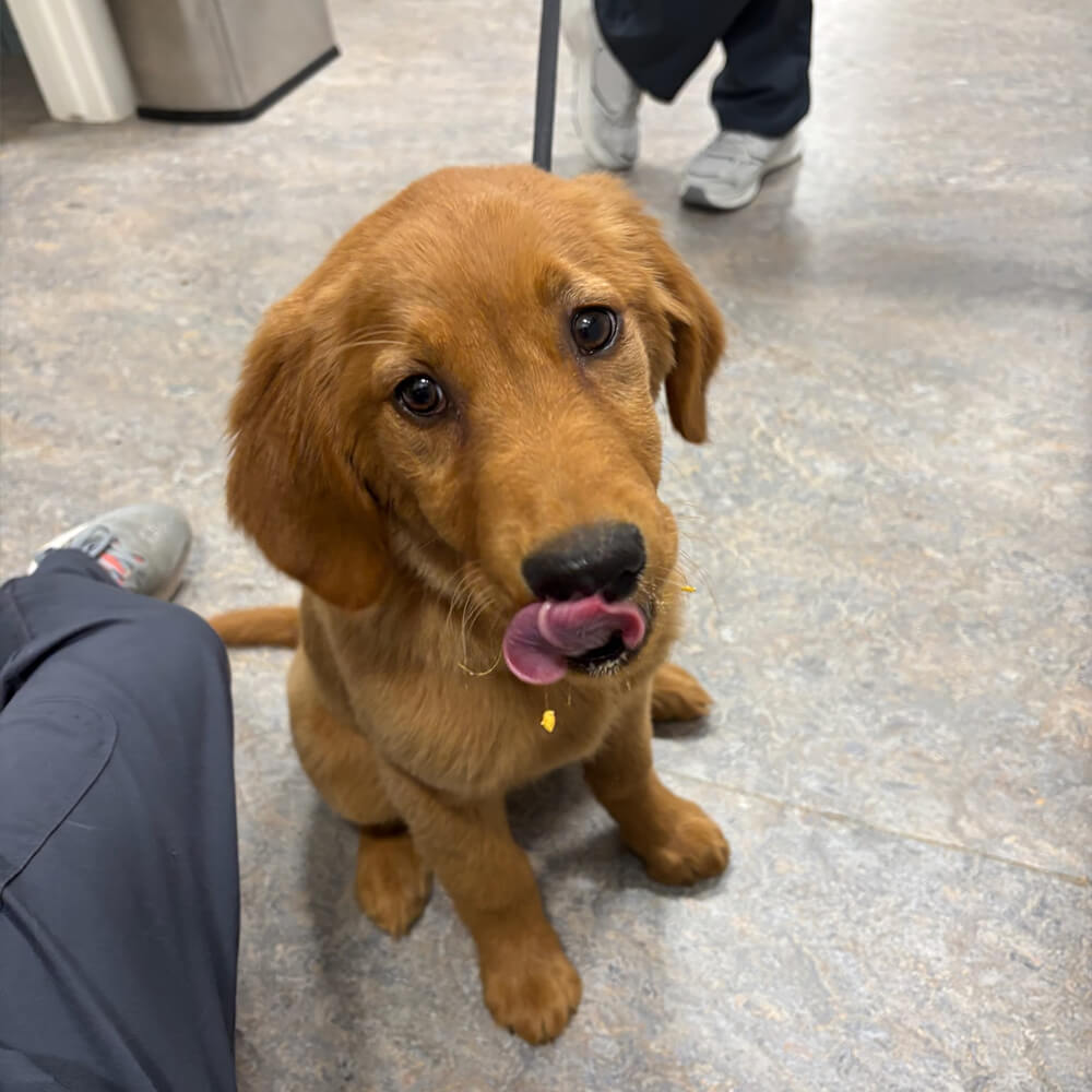 golden retriever puppy on floor with tongue out