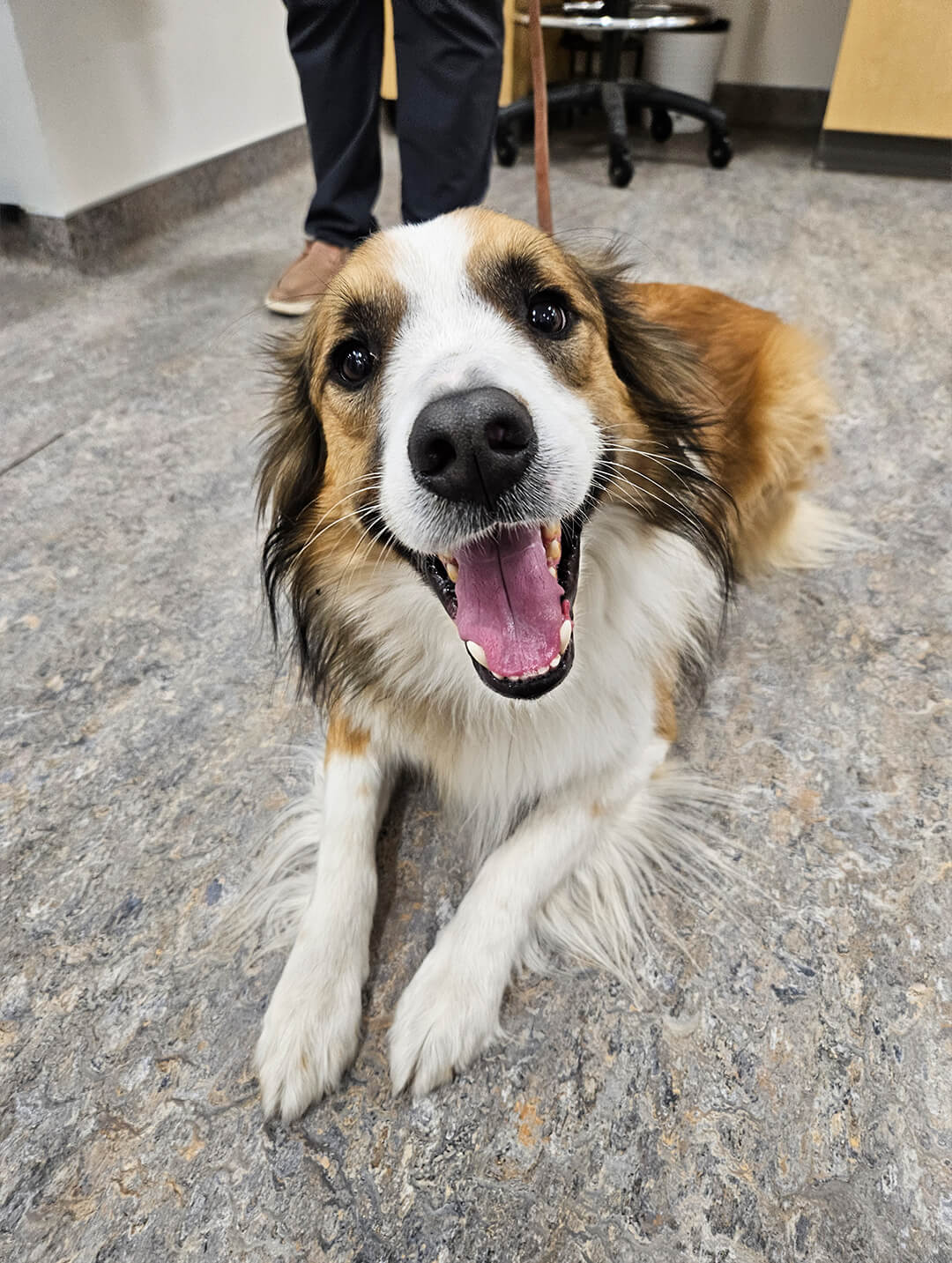 happy brown and white dog sits on the floor of the animal hospital
