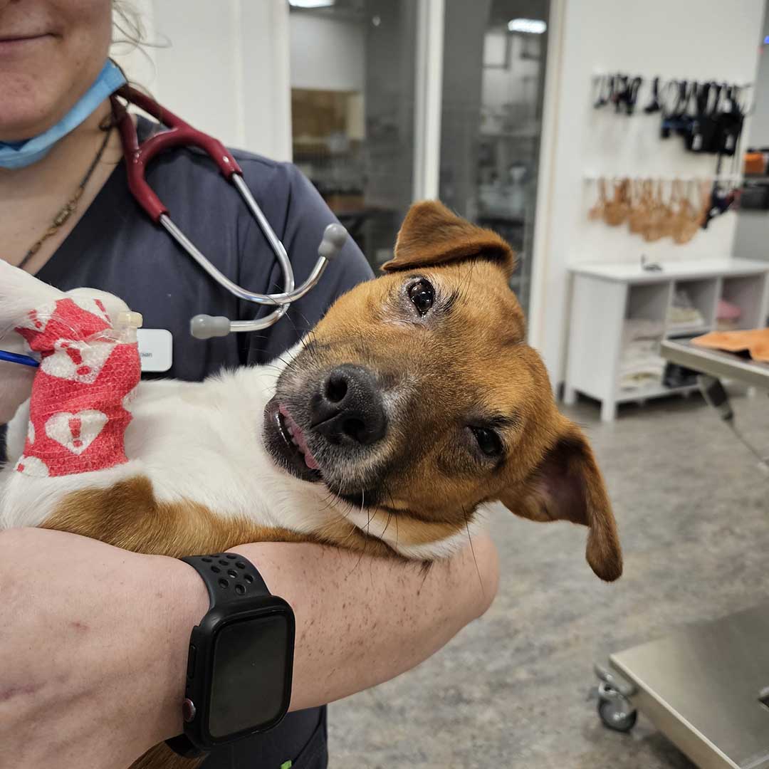 technician holding a happy dog