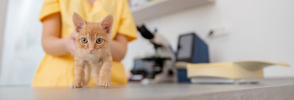 veterinarian holding an orange kitten on the exam table