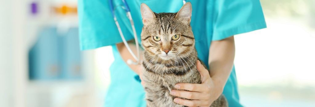 veterinarian holding a tabby cat prepping for blood draw