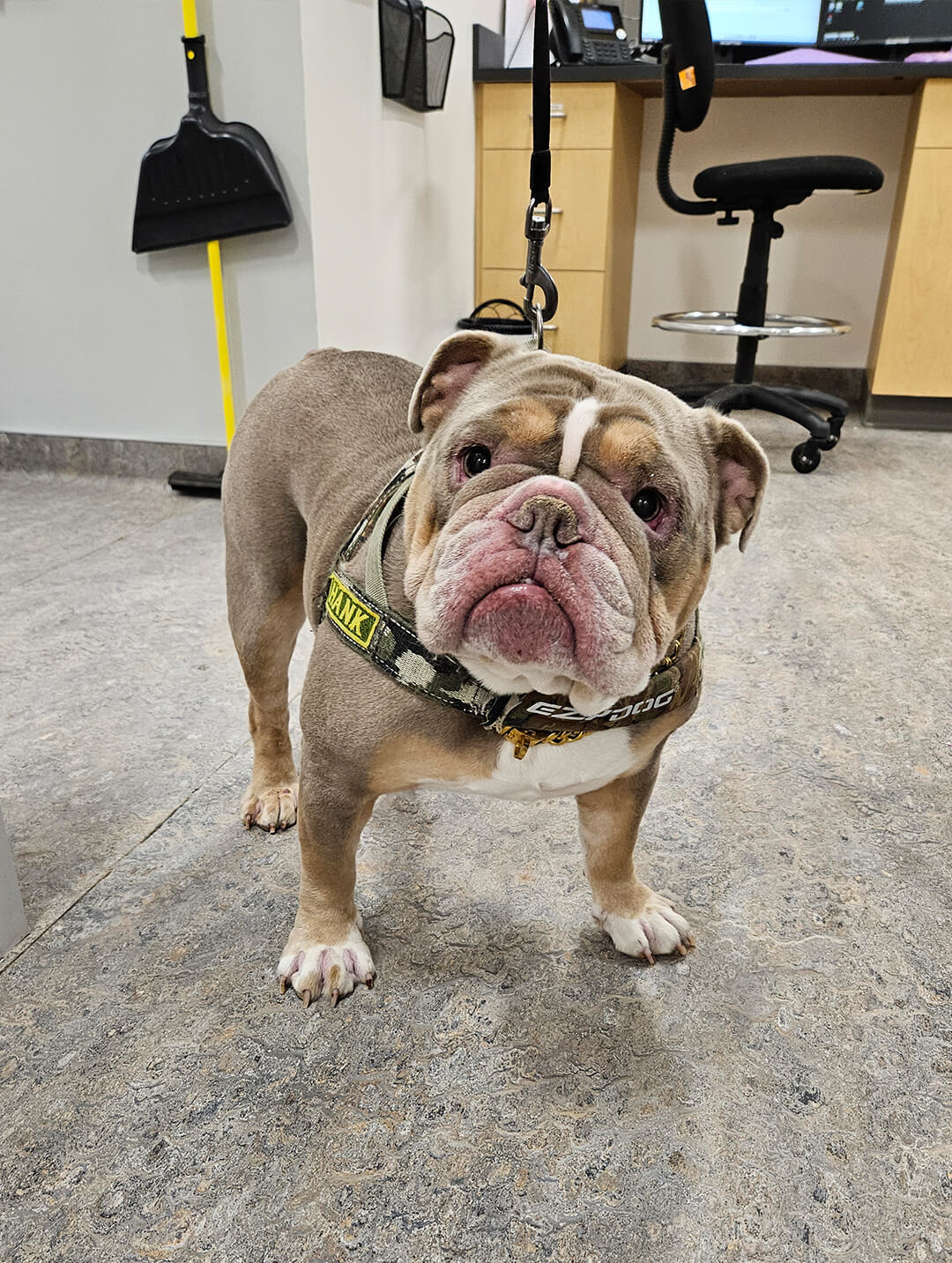 tan and white english bulldog stands in treatment area