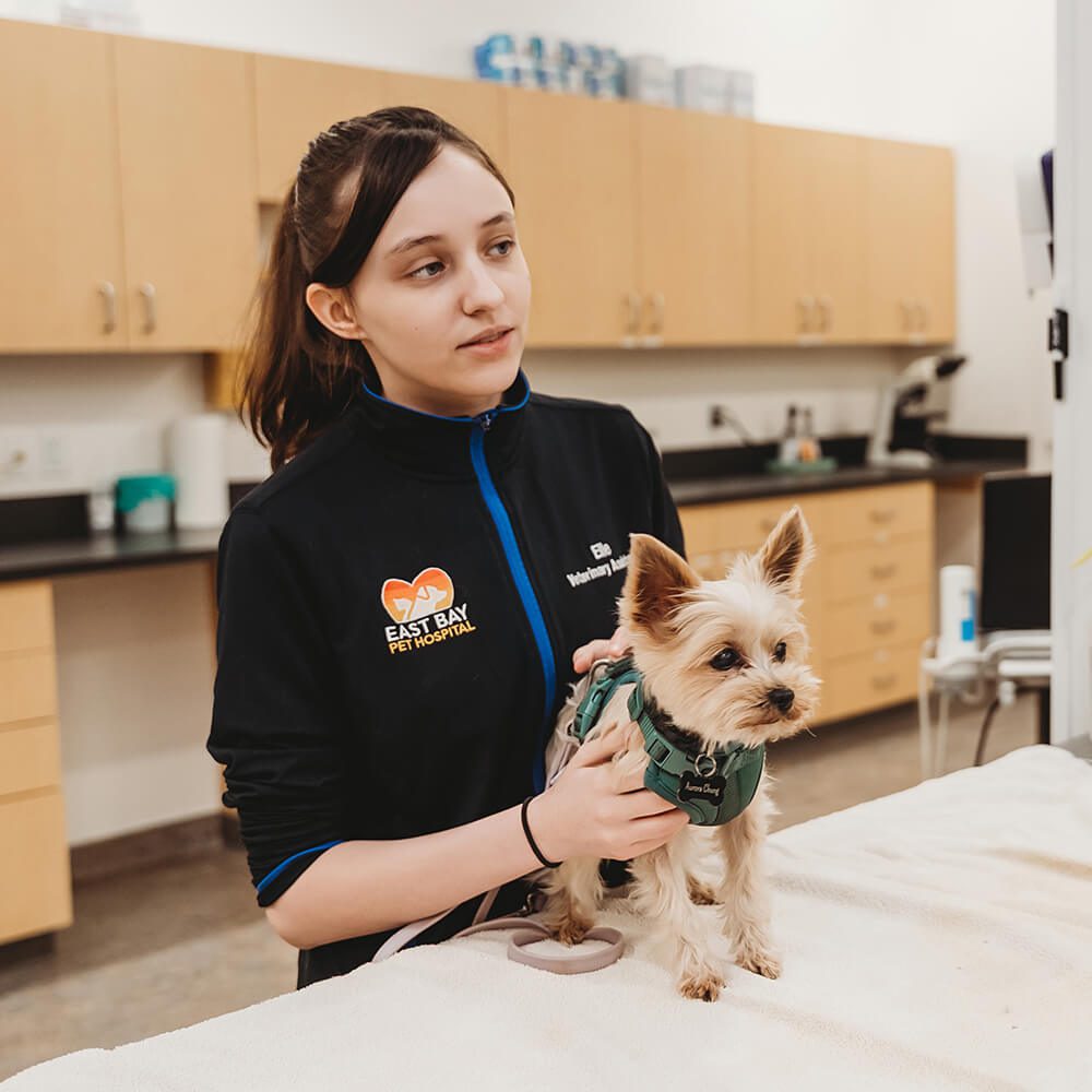 female tech with small brown yorkie