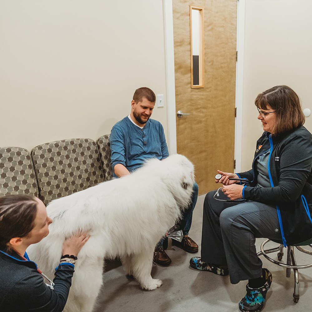 vet examining white dog's legs for mobility issues
