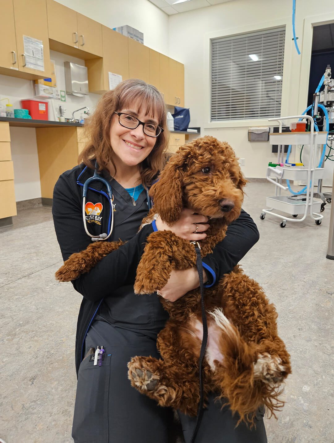 female vet holding goldendoodle dog and sitting on floor