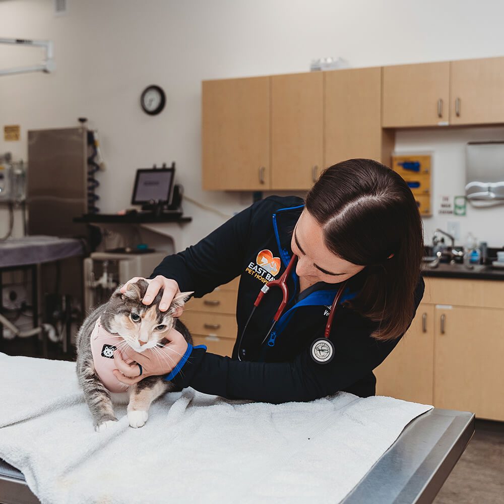 female vet examining gray cat