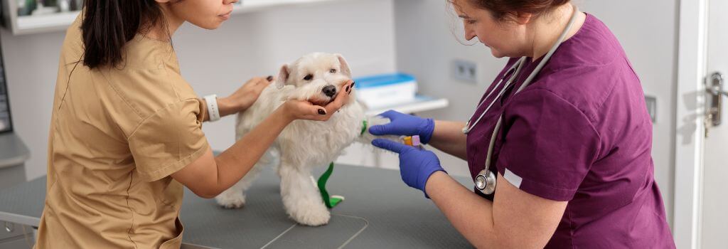 Veterinarian Giving White Dog A Vaccine Injection
