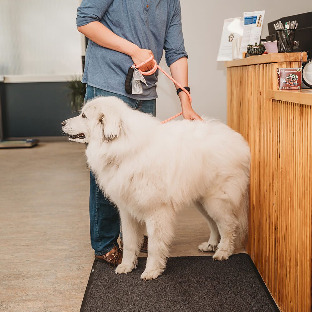 furry white dog with owner at reception desk