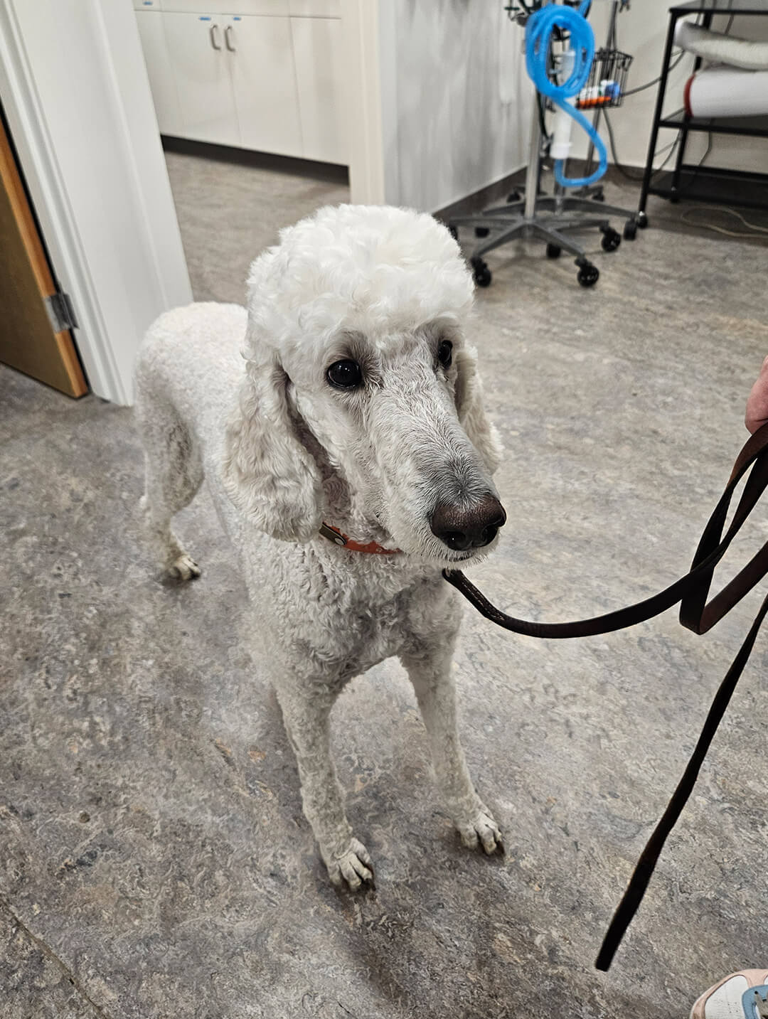 large white poodle on leash