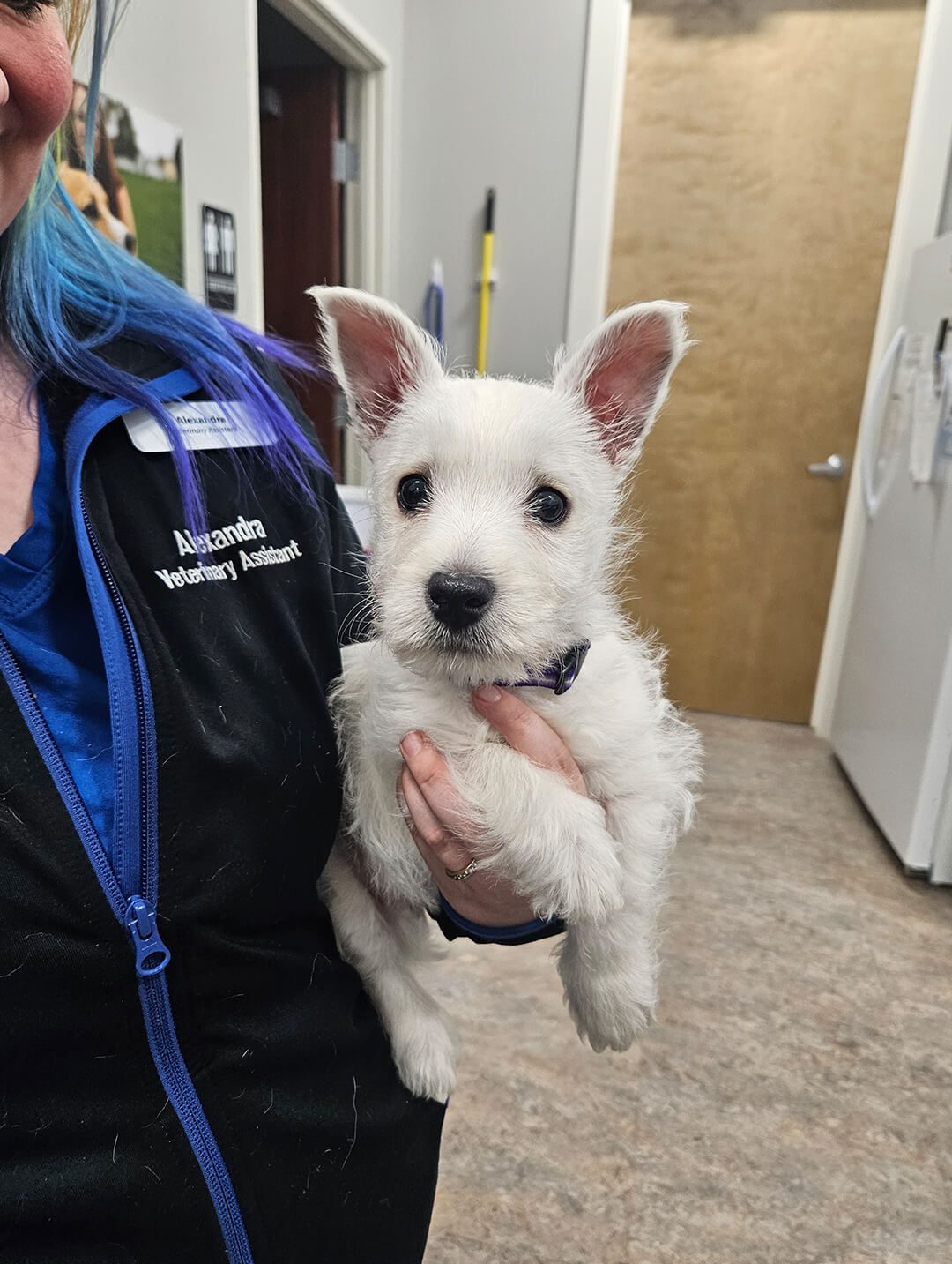 closeup of female veterinary staff member holding small white dog