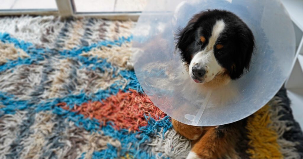 bernese mountain dog wearing an e-collar while laying on a rug at home