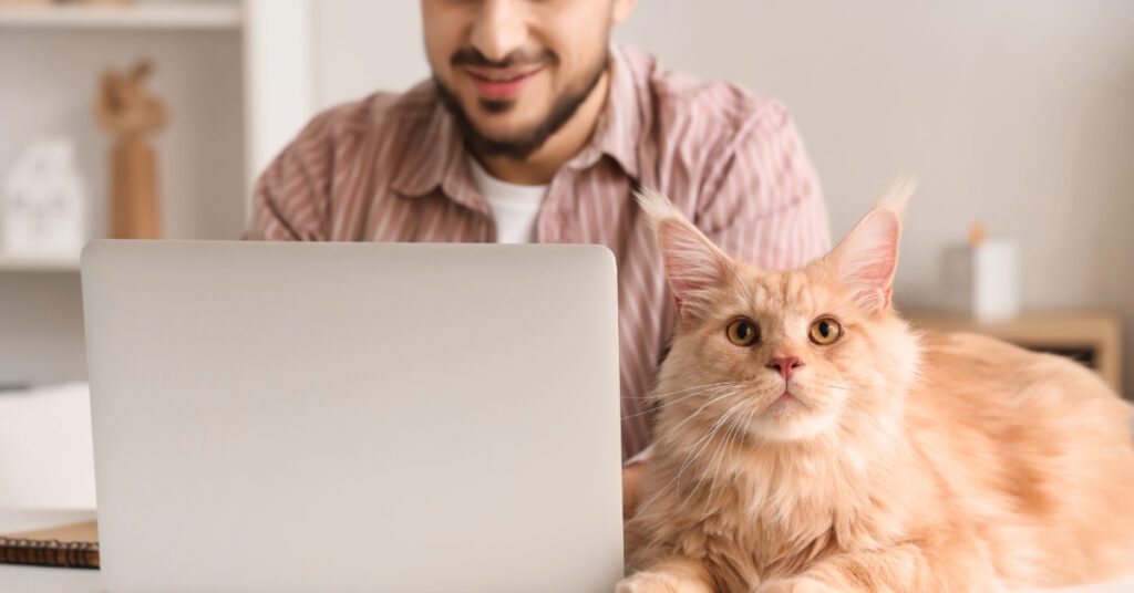 male cat owner working on laptop while cat lays nearby to learn the risks of not spaying or neutering pets