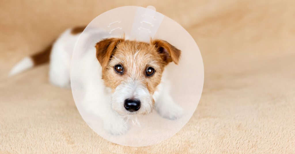 jack russell terrier dog wearing an e-collar after a spay and neuter surgery procedure
