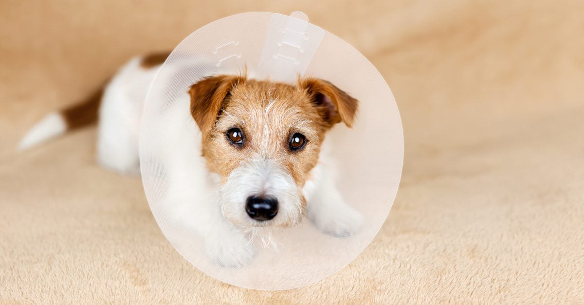 jack russell terrier dog wearing an e-collar after a spay and neuter surgery procedure