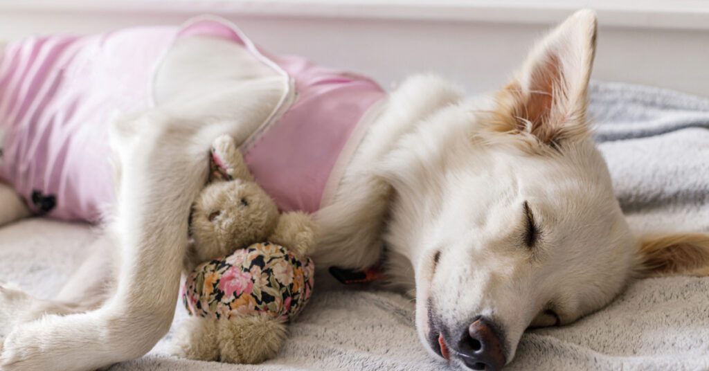 dog sleeping with a bunny stuffed animal while wearing special onesie during spay/neuter recovery timeline