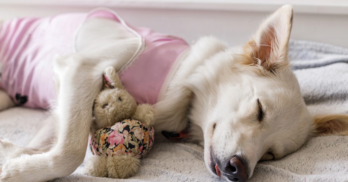 dog sleeping with a bunny stuffed animal while wearing special onesie during spay/neuter recovery timeline