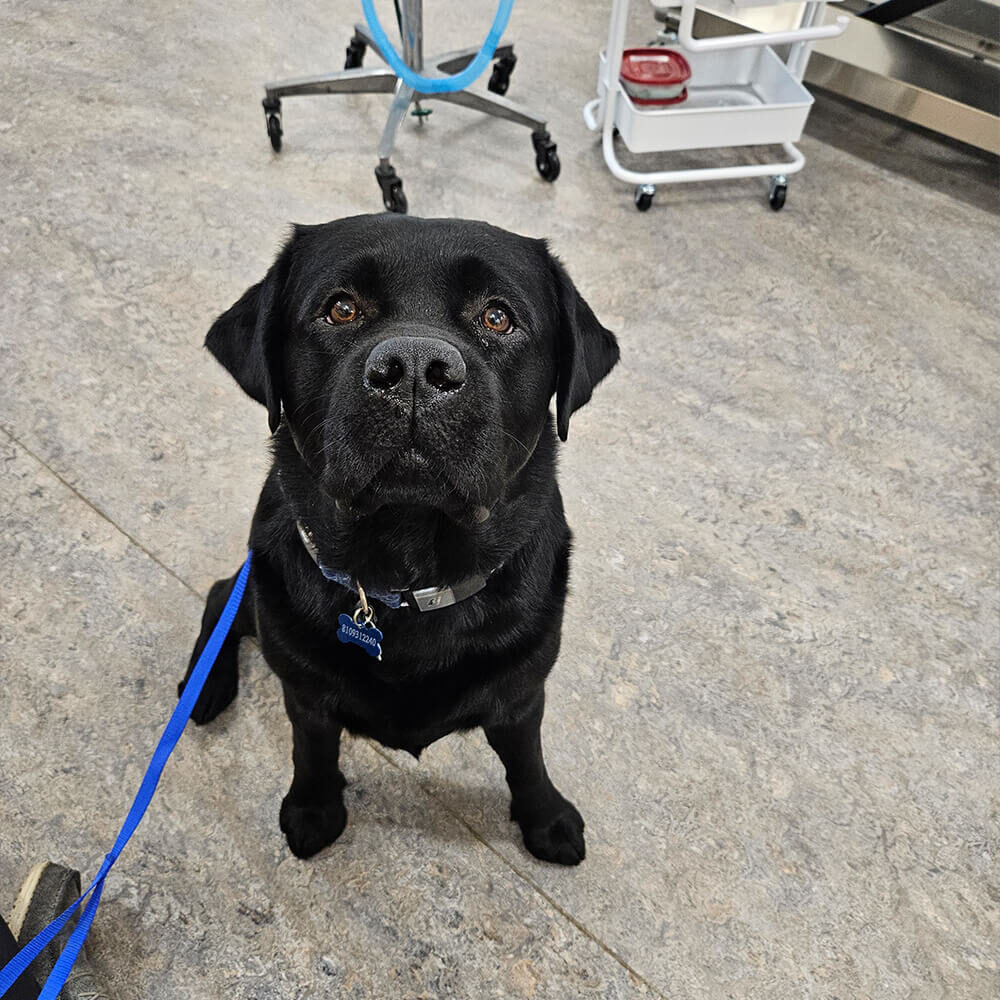 black lab on blue leash looking up at camera