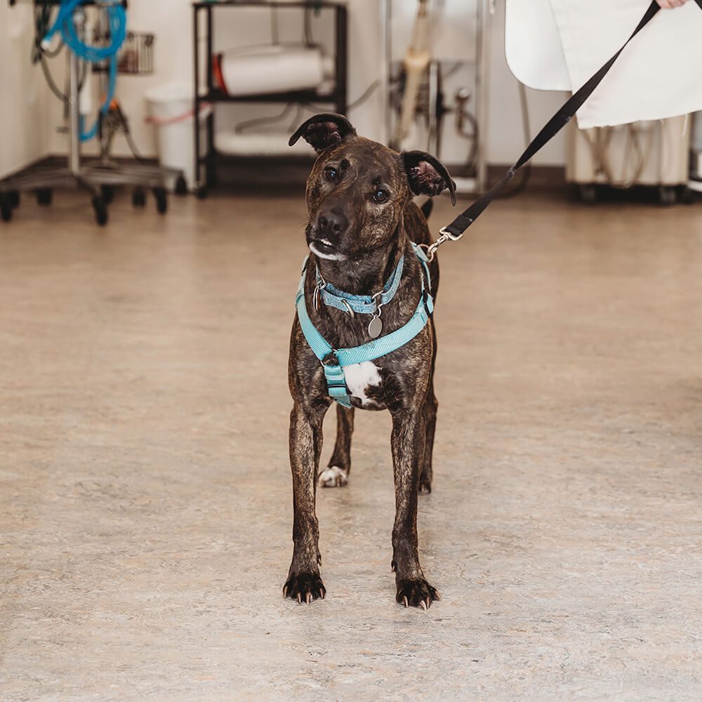 medium sized brindle dog in teal harness