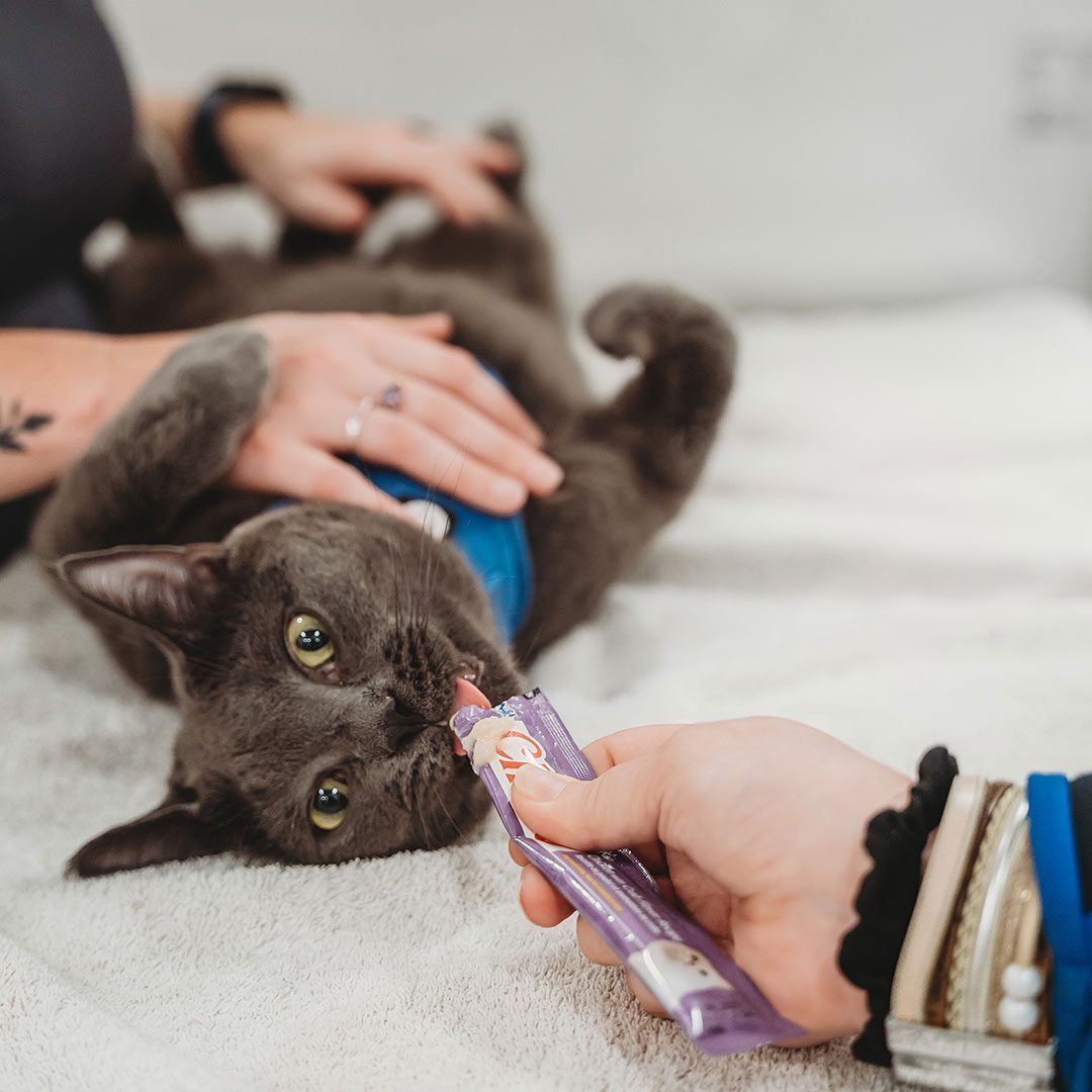 cat laying on its back getting treats while a veterinarian checks its skin on its stomach