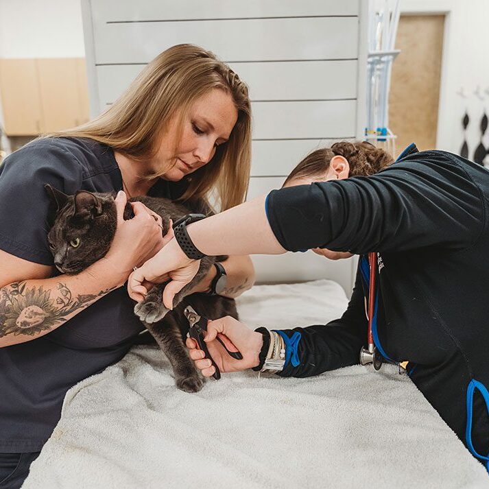 assistants clipping a gray cat's nails