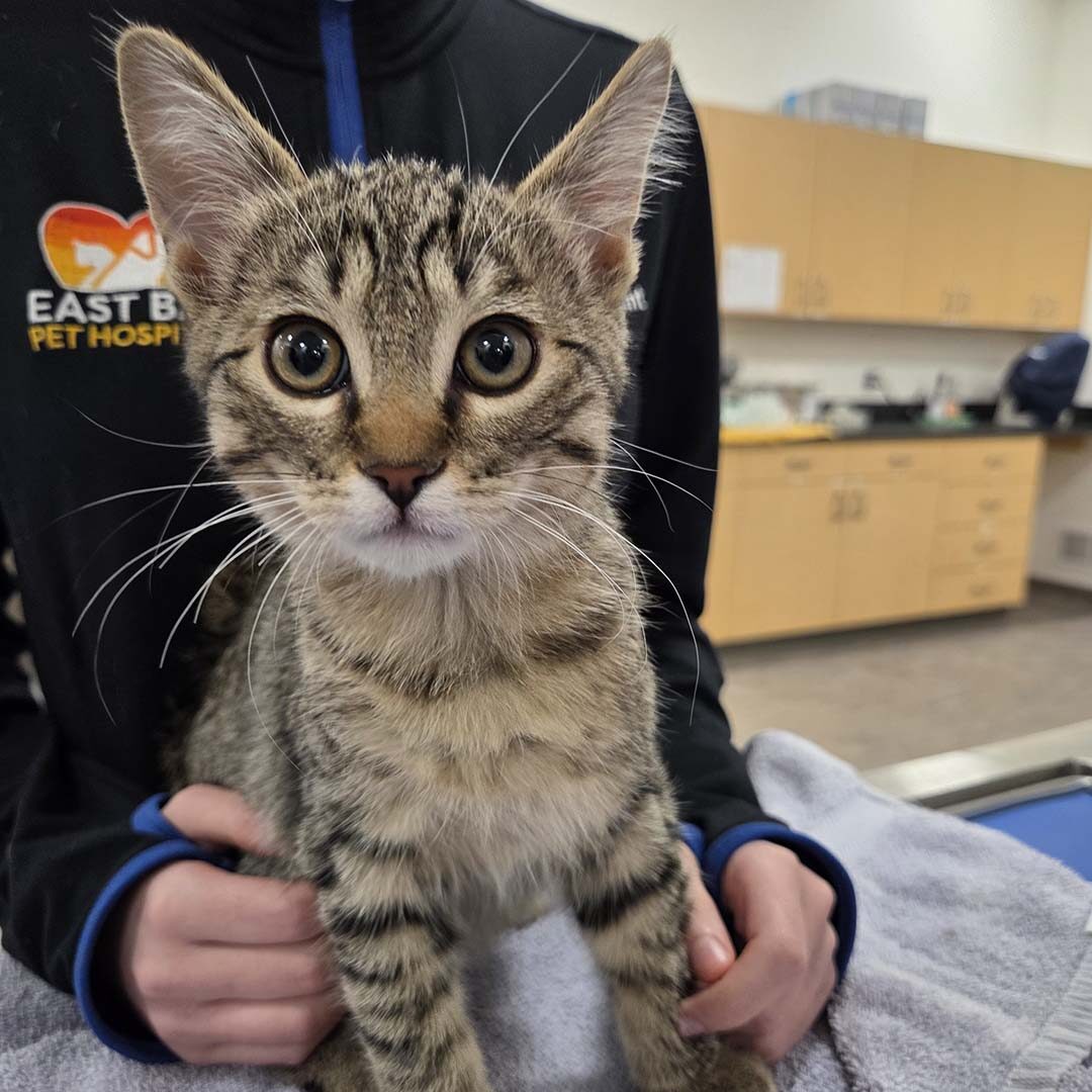 Curious tabby kitten looking at the camera