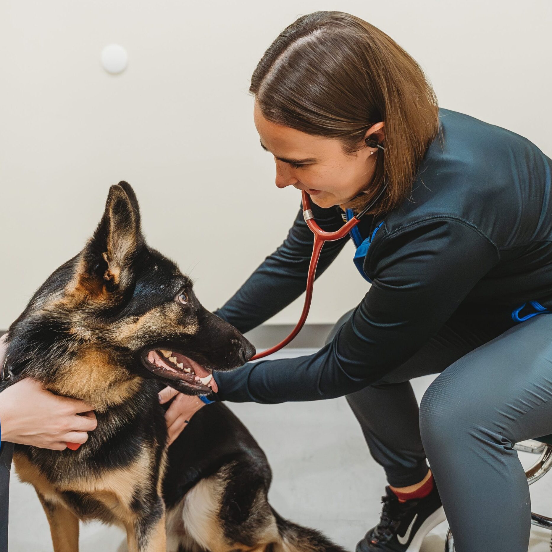 Dog And Vet Exam
