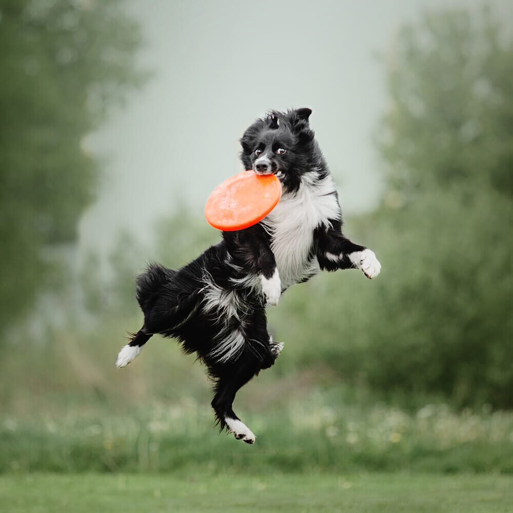 black and white dog jumps in the air to catch an orange frisbee