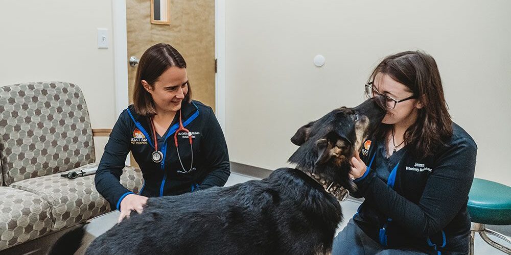 large dog giving an assistant a kiss on the face