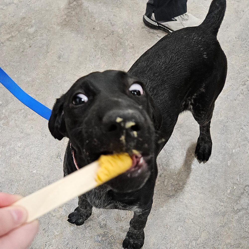 black dog getting peanut butter treat