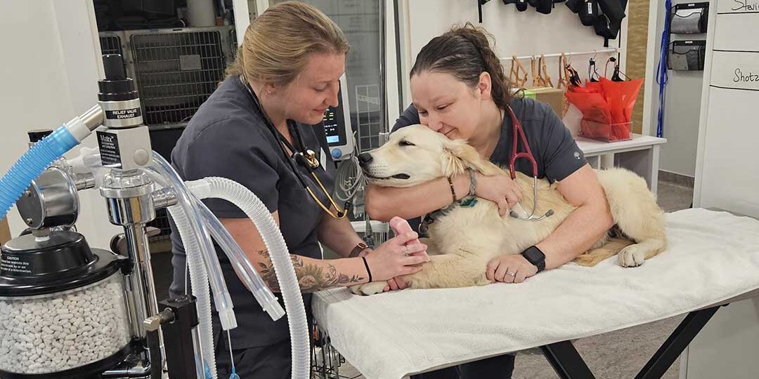 two assistants surrounding and loving on a large dog