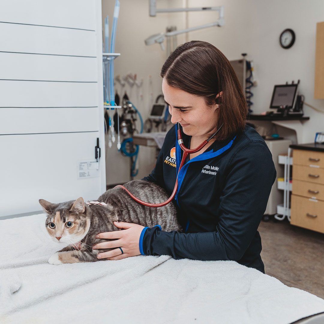 female veterinarian examining a cat with stethoscope