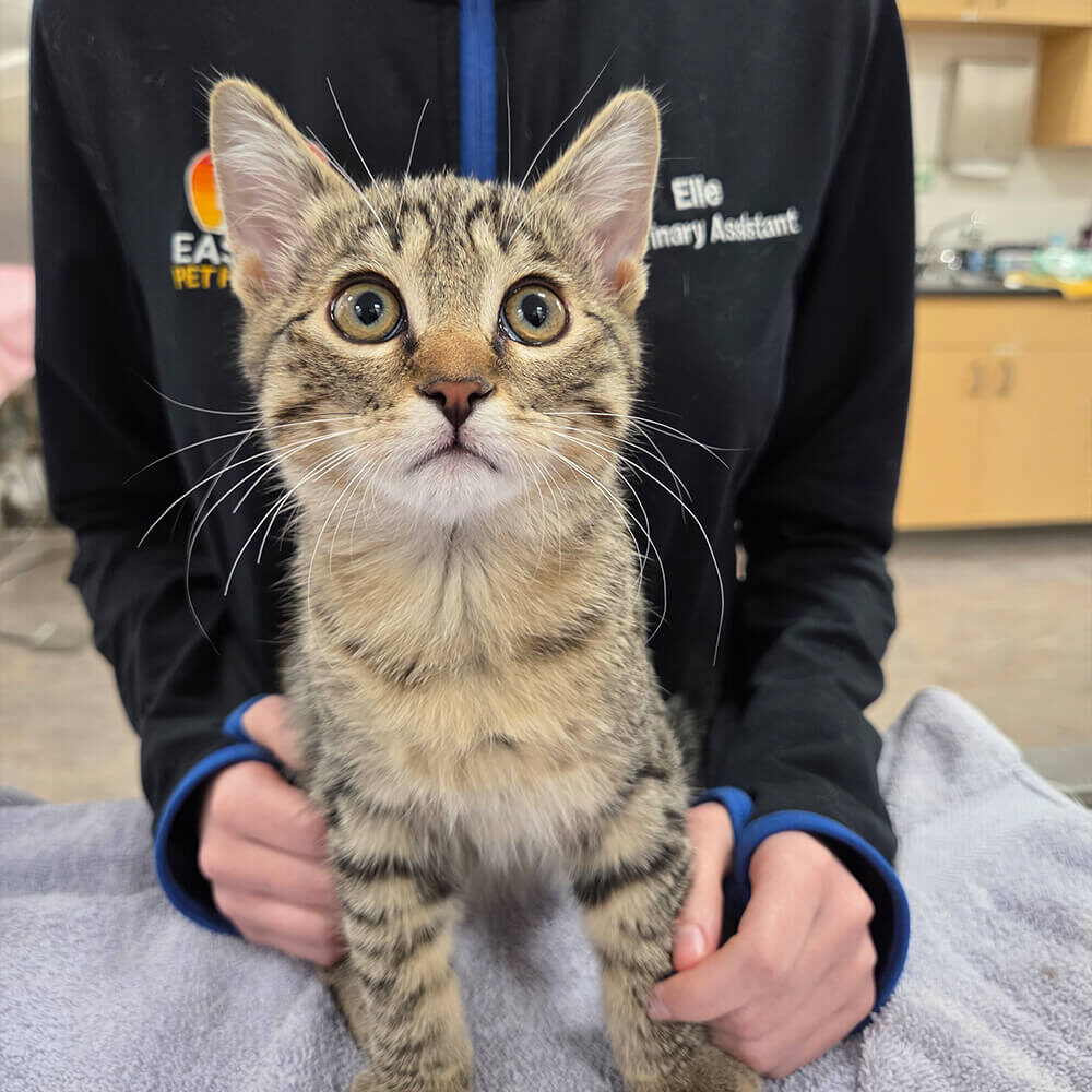 small striped cat sitting on exam table