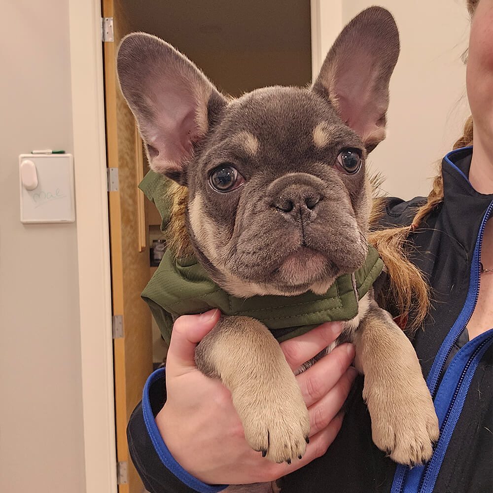 closeup of young tan french bulldog