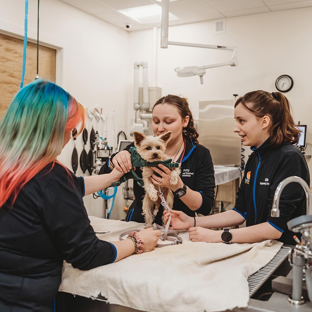 group of technicians with a small dog
