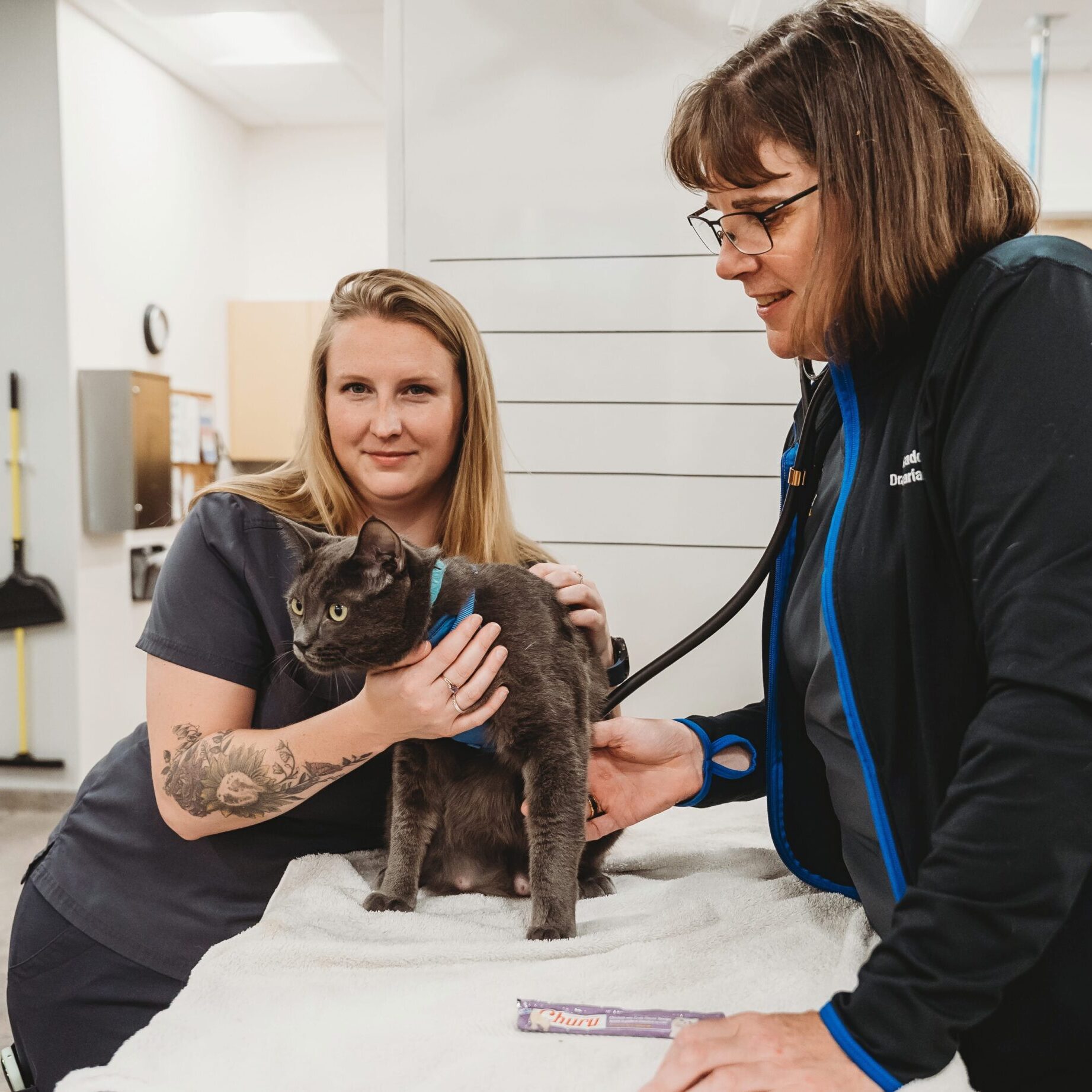 Two Vets And Cat